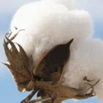 Screen Shot 2021 07 21 at 10